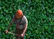 weedwacker guy

on a background of grass